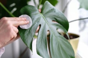 House plant leaf cleaning monstera in Vancouver, WA