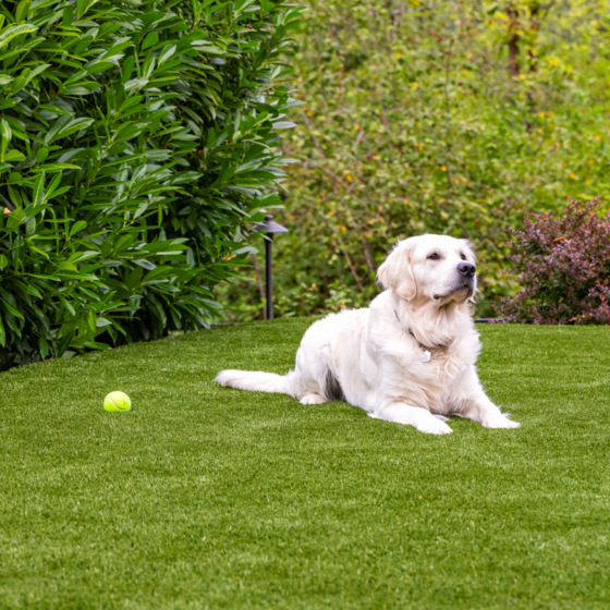 Synthetic turf for dogs in Vancouver, WA