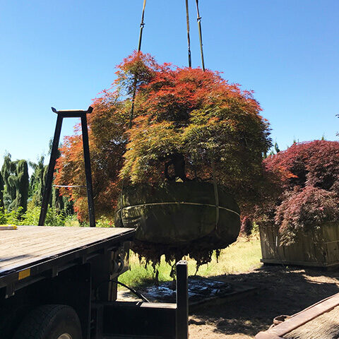Tree Removal service Japanese maple in Vancouver WA