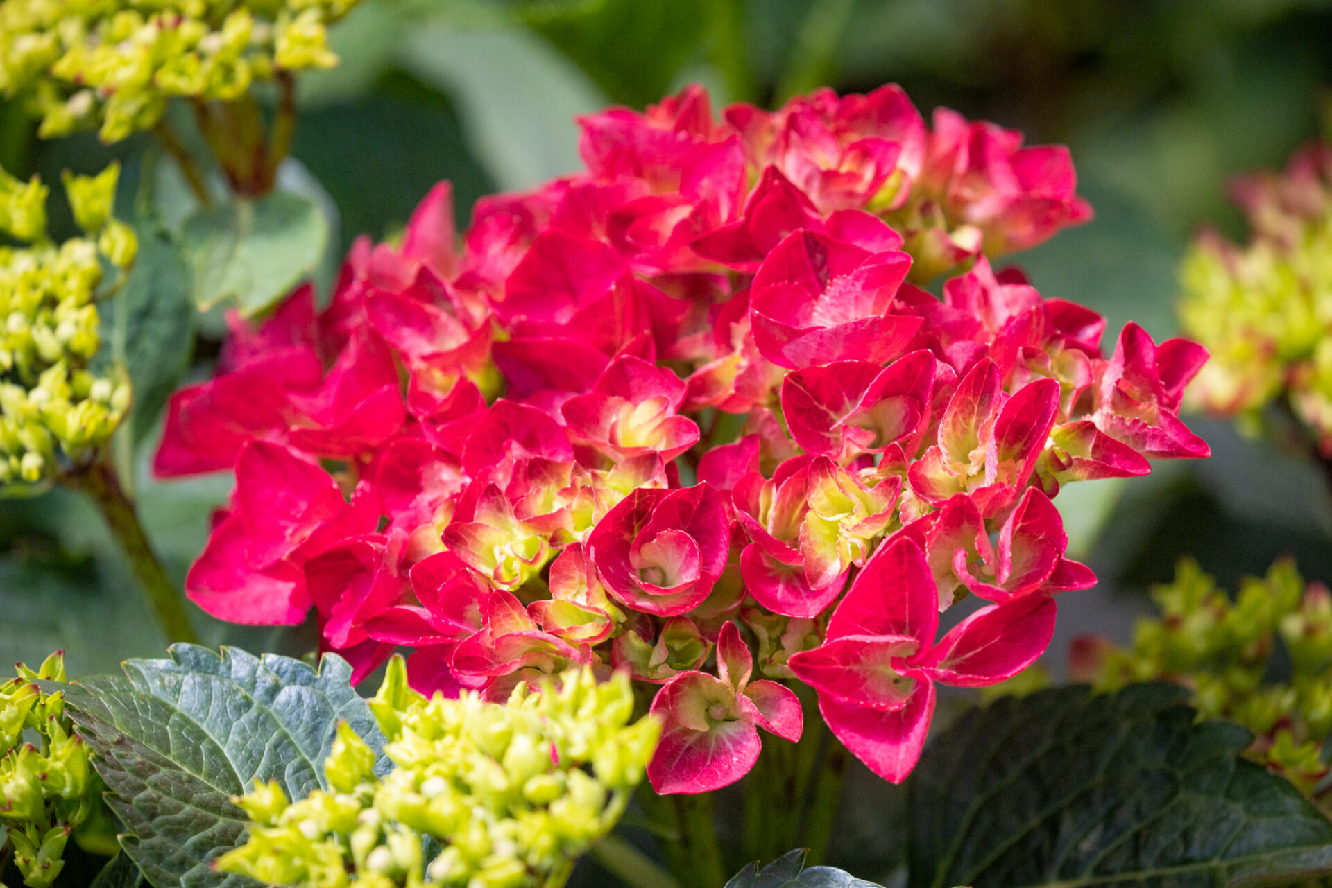 Choosing The Perfect Flowers For Summer - GRO - Landscaping & Remodeling