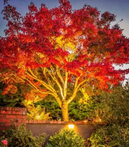 Japanese maple up lighting landscaping in Vancouver, WA