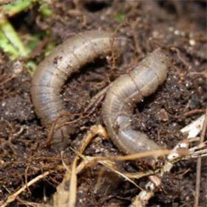 Crane fly larvae in pacific northwest