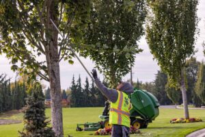 Pole Saw Pruning in Vancouver, WA