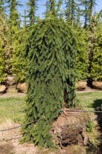 Weeping Norway Spruce Nursery in Vancouver, WA