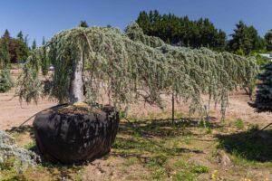 Weeping Blue Atlas Cedar Nursery in Ridgefield, WA