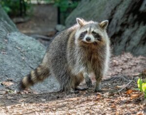 Raccoon landscape pest in Vancouver, WA