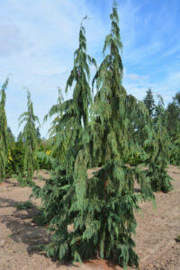 Weeping Alaskan Cedar Nursery in Ridgefield, WA