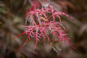 Tamukeyama Laceleaf Japanese maple in Vancouver, WA Nursery