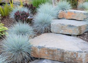 Blue Fescue Grass by Basalt Steps in Vancouver, WA
