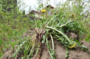 Dandelion weed in Lake Oswego, OR