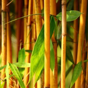 Golden bamboo stalk in West Linn, OR