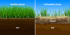 Thatch grass diagram in Lake Oswego, OR