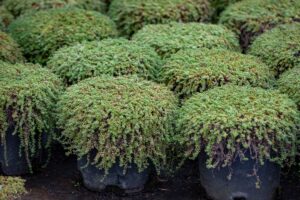 Woolly Thyme ground cover at GRO Nursery in Ridgefield, WA