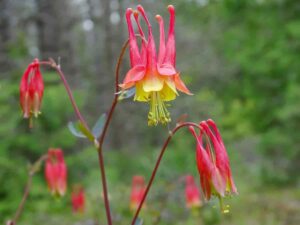 Columbine flower in Vancouver, WA