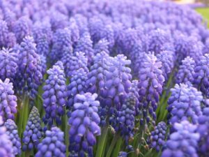 Grape Hyacinth Perennial Flower in Vancouver, WA