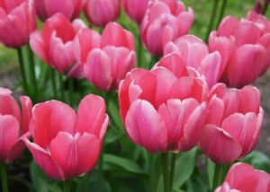 Pink tulips in Vancouver, WA