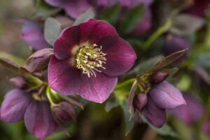 Hellebore bloom in Vancouver, WA