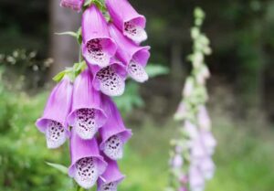 Foxglove digitalis in Vancouver, WA