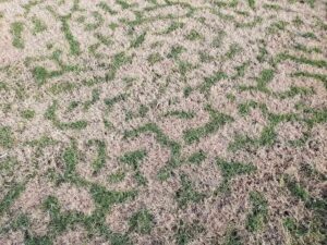 dormant grass example in Vanouver, WA
