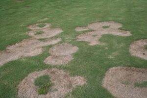 Turf disease dead spots in Vancouver, WA