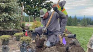 Winter landscaping planting photo in Vancouver, WA