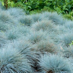 Elijah Blue Fescue Xeriscaping in Portland, OR