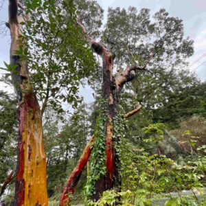 Pacific Madrone tree in Vancouver, WA