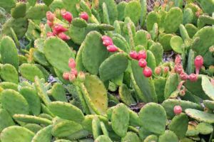 Prickly Pear Xeriscape Opuntia Portland, OR