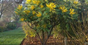 Mahonia Shrub xeriscaping in Portland, OR