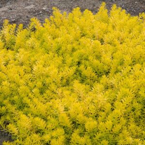 Sedum Angelina ground cover xeriscaping in Portland, OR